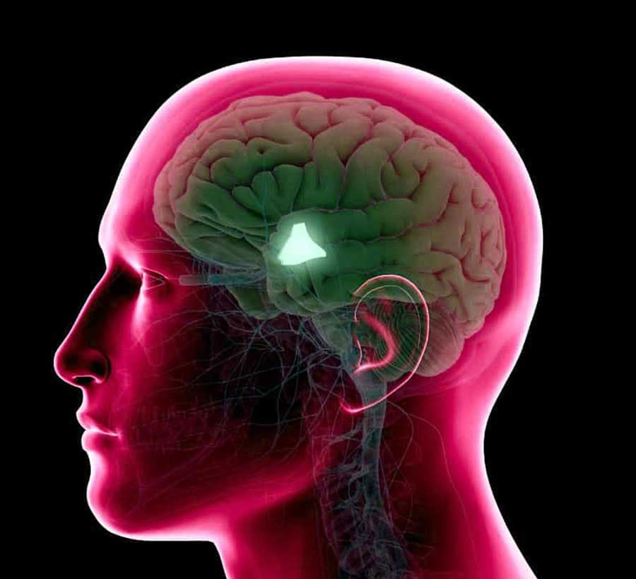 Hypothalamus